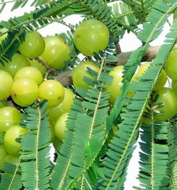 Amla benefits for&nbsp;health